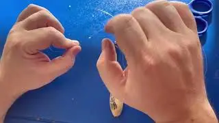 Surfcasting: Longarm & coda di topo | Surfcastingok.com