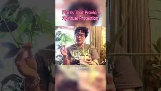 Plants That Provide Spiritual Protection For The Home #interiorpeace #plantlover #loveyourspace