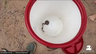 Marissa caught this baby Mojave Rattlesnake in Phoenix
