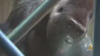 Primate Reserve At Philadelphia Zoo Celebrating 20 Years
