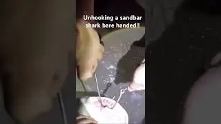 Unhooking a sandbar shark with my hands on the beach !! #sharkday #sharkfishing #fishing #sharkweek