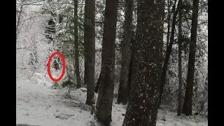 Angry Cherry Creek Bigfoot & Injured Devils Creek Sasquatch