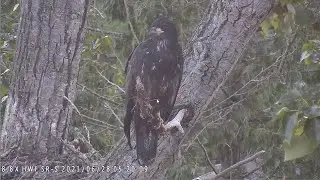 Handsome Fledgling Tiku on Perch at Surrey Reserve