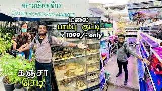 Largest EXOTIC Ornamental Fish Aquariums & Pet Market Thailand | DAN JR VLOGS