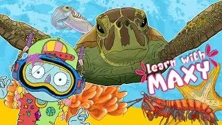 8 Interesting Facts About Coral Reef Animals For Kids