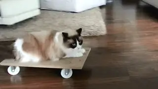 Timo the Ragdoll Cat Boarding