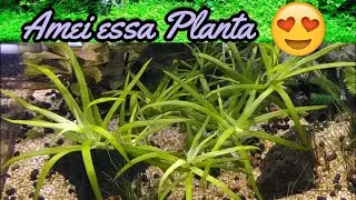 Minha Planta Favorita do Meu Plantado