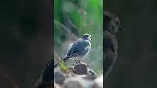 БЕЛАЯ ТРЯСОГУЗКА