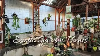Exotic Garden Plants || Aroid collection Variegated plants || garden rock in your house