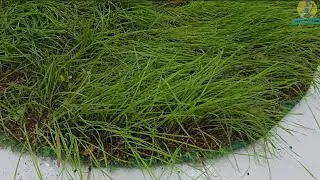 This was left lying around for years&hellip; and nature took over 😱 Satisfactory cleaning ASMR