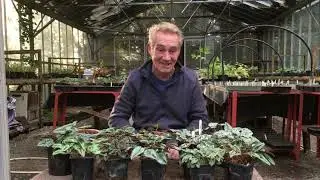 The variations of hederifolium leaf 🌻🌼🌸Oi Robbie, we’re those your cyclamen on the telly?