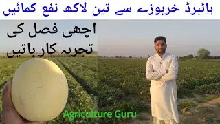 Melon Farming||Behtreen Khabooza||Agriculture Guru