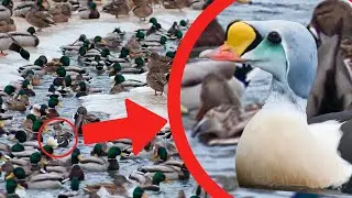 10 RAREST DUCKS 🦆 in the World