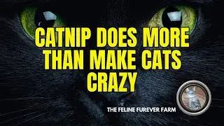 Catnip Is Not Just For Cats  #catnip #cats #allaboutcats