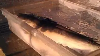 A huge Catfish from waneka lake.