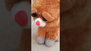 festy STOP motion