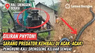 GILIRAN PHYTON❗SARANG PREDATOR KEMBALI DI ACAK EXCAVATOR❗ULAR PENGHUNI KALI SRENGSENG KELUAR SEMUA❗