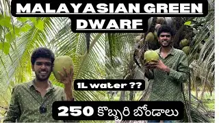 Malayasian green dwarf coconut | the best results | 7904059789