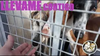 Visitamos una PROTECTORA de ANIMALES. Conoce a los perros y gatos que buscan casa