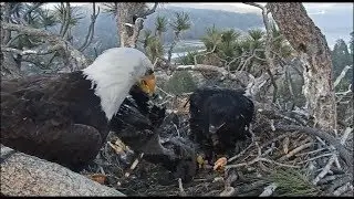 Big Bear Eagles ~ Jackie Moves & Pulls Cookie's Body By Head~ Warning Graphic 5.31.19