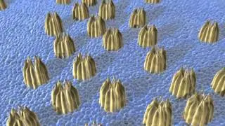 CFTR Video.mov