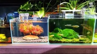 Stunning Underwater home fish media Explore the Beauty of a Plant Aquarium #109
