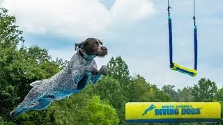 Dock Diving Dogs | Walnut Hill Farm