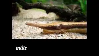 Farlowella Acus Reproduction