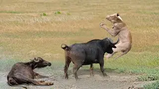 Amazing Buffaloes Chasing Lion To Save Fellow