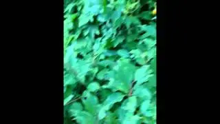 Wild Edible & Medicinal Plants of the Midwest┃Sacred Herbs and Botanicals