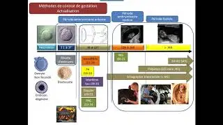 Mortalité embryonnaire Partie 3 Constats et Prevalences