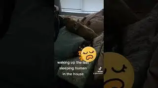 wake up human #dog