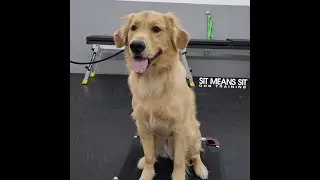 Golden Retriever Heads Up Walk