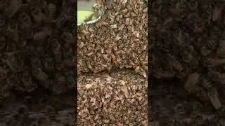 Huge honeybee hive on a nyc rooftop.