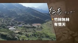 竹林無林 有情天 | 行走TIT 第341集