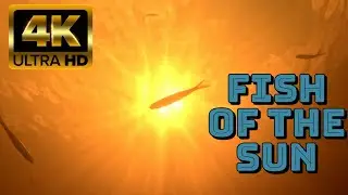 4K Fish Under The Sun Tranquil Music To Relax With