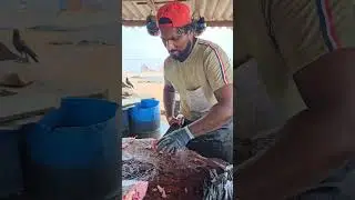 Huge Spangled Emperor Fish Cutting | Speed Kasimedu fish cutting