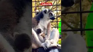 Mama & Baby Lemur #shorts