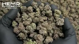 Cherry Pie THCa Indoor Flower by Hemp-Flower Co.