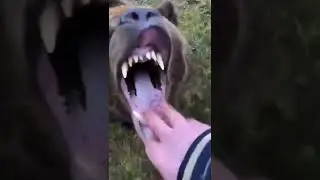 if dangerous why are they in friends