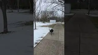Dog Walk Update 12/13/2025 #louisville #dog #walk #weather #autumn #fall #saturday