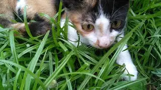 Little kitty | Cat
