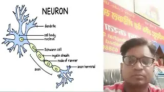 NEURON CELLS IN HINDI FUNCTION OF NEURON CELLS TYPES OF NEURON CELLS SANSARY AND MOTOR NEURON