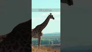 Animals that don't sleep much