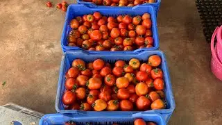 Tomato tiak phun dan🍅 #tomato #farming #centreofexcellence #greenhouse