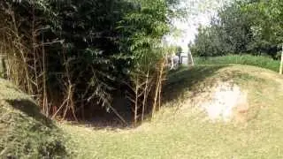 Hide and seek alpaca crias