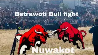 Bullfighting (गोरु जुधाई) nuwakot Betrawoti goru judhae .maghe sakrati special program .