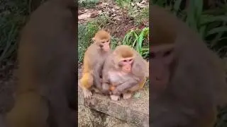 monkey funny video#shorts#comedy#cute#bader#animals#Rushda hayat