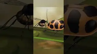Почему осы откладывают яйца внутри божьих коровок?