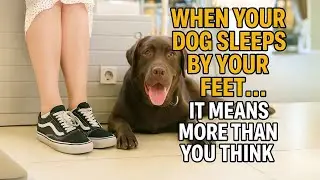 When Your Dog Sleeps by Your Feet&hellip; It Means More Than You Think